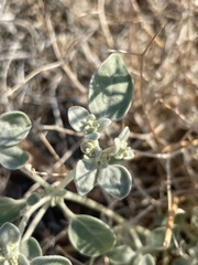 Tidestromia suffruticosa
