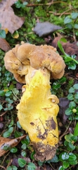 Boletus auripes