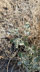 Tidestromia suffruticosa
