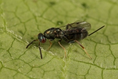 Monodontomerus obscurus