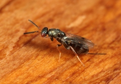 Monodontomerus obscurus