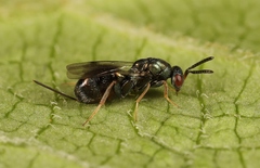 Monodontomerus obscurus