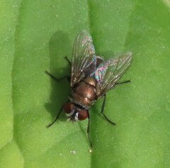 Lucilia