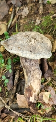 Tylopilus alboater