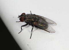 Protocalliphora azurea