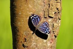 Myscelia ethusa ethusa