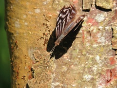 Myscelia ethusa ethusa