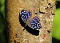 Myscelia ethusa ethusa