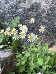 Felicia cymbalariae