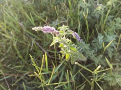 Mentha longifolia