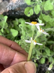Felicia cymbalariae