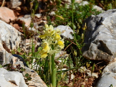 Orchis pauciflora