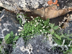 Felicia cymbalariae