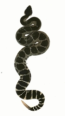 Crotalus oreganus oreganus