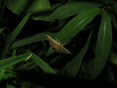 Herpetogramma pertextalis