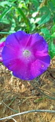Ipomoea orizabensis collina