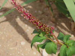 Phytolacca heterotepala