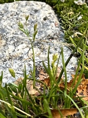 Poa annua