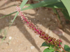 Phytolacca heterotepala