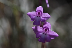 Orchis quadripunctata