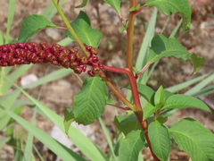 Phytolacca heterotepala