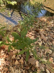Artemisia douglasiana