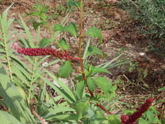 Phytolacca heterotepala