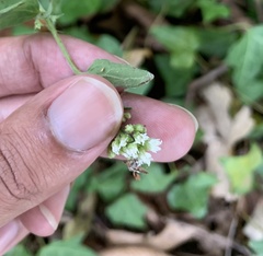 Ageratina aromatica