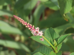 Phytolacca heterotepala