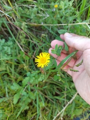 Pulicaria dysenterica