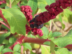 Phytolacca heterotepala