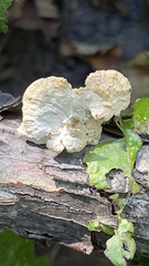 Trametes conchifer