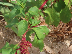 Phytolacca heterotepala