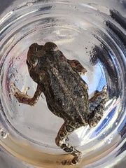 Incilius mazatlanensis