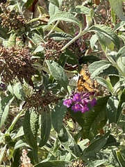 Chlosyne californica