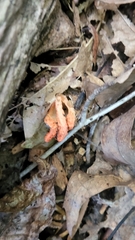 Pseudocolus fusiformis