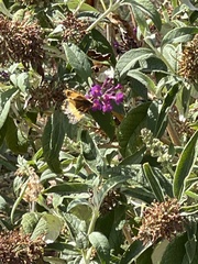 Chlosyne californica