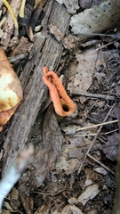 Pseudocolus fusiformis