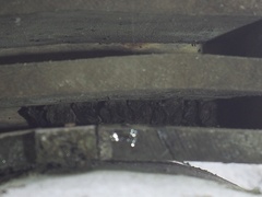 Barbastella barbastellus