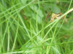 Carex brizoides