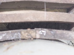 Barbastella barbastellus