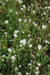 Cardamine flexuosa