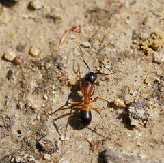 Camponotus consobrinus