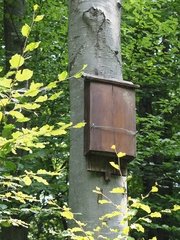 Barbastella barbastellus