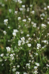 Cardamine flexuosa