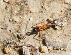 Camponotus consobrinus
