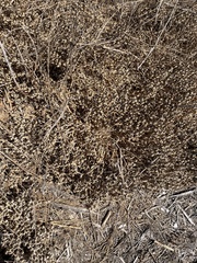 Mesembryanthemum crystallinum