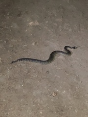 Crotalus oreganus oreganus