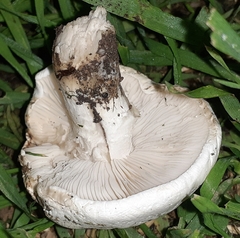 Tricholomella constricta