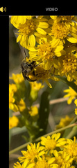 Colletes simulans armatus